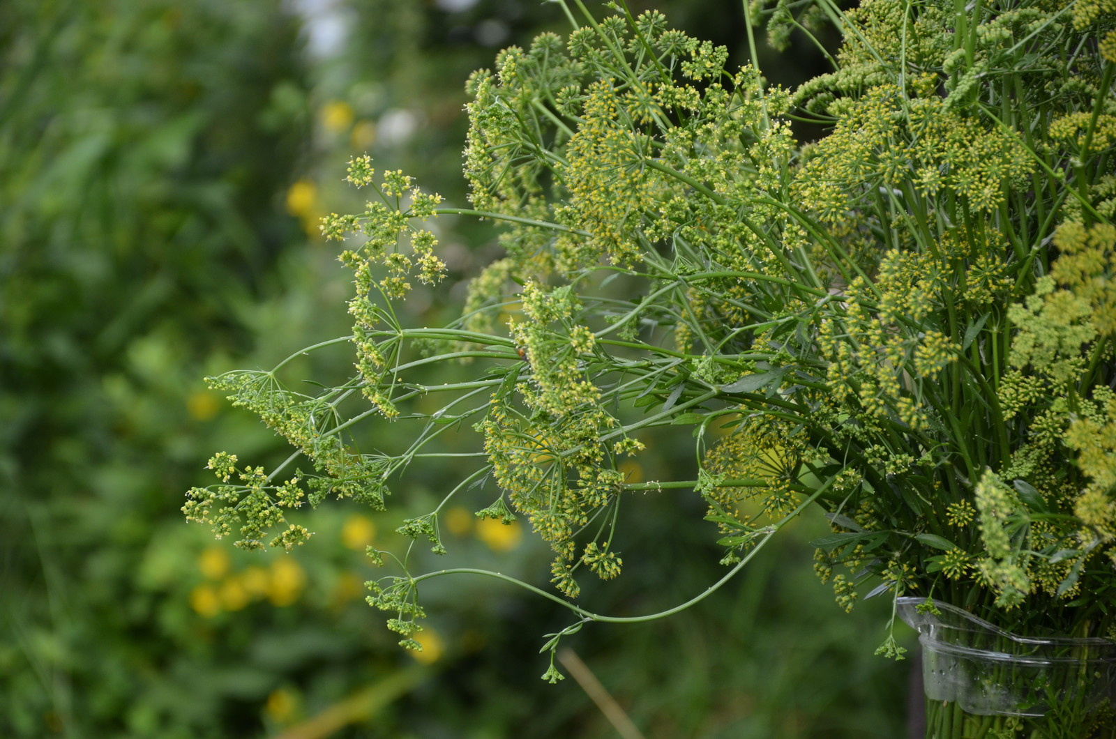 Садовый участок