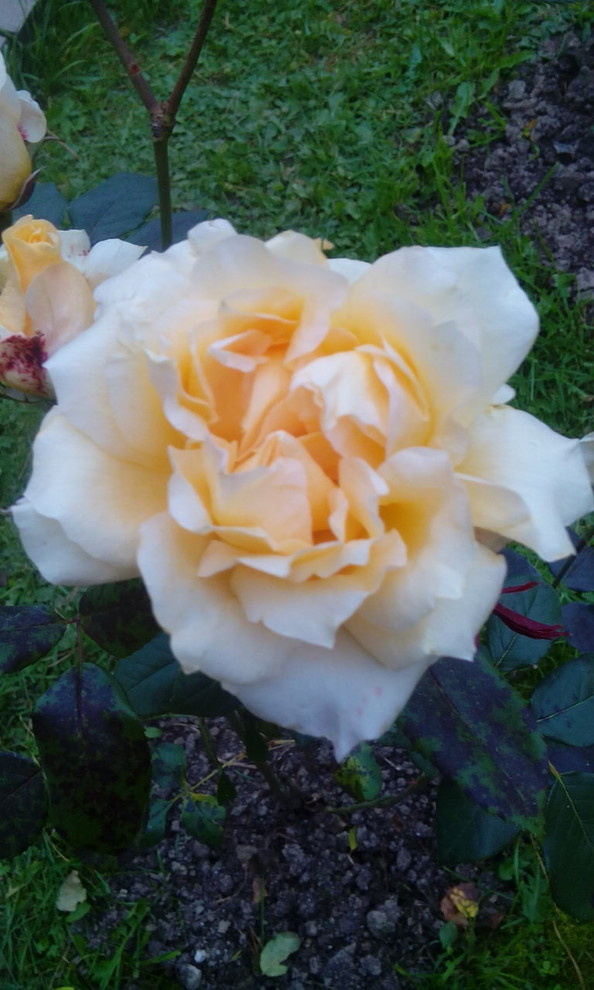 Обложка проекта: Мелихово