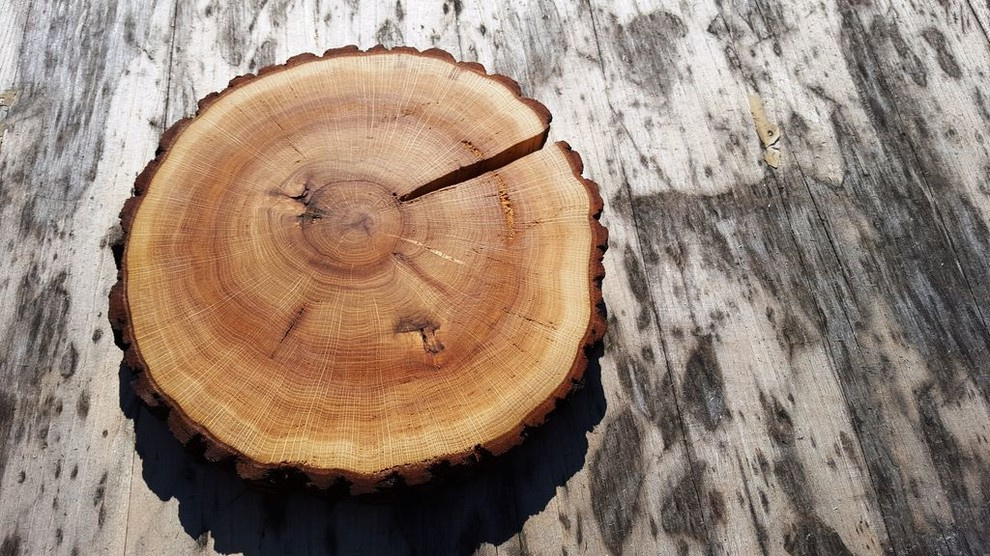 Спилы деревьев: дуб, сосна, ель, береза, можжевельник, тополь, ясень, ольха