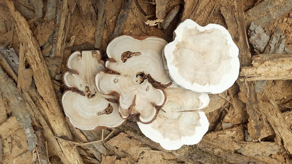 Спилы деревьев: дуб, сосна, ель, береза, можжевельник, тополь, ясень, ольха