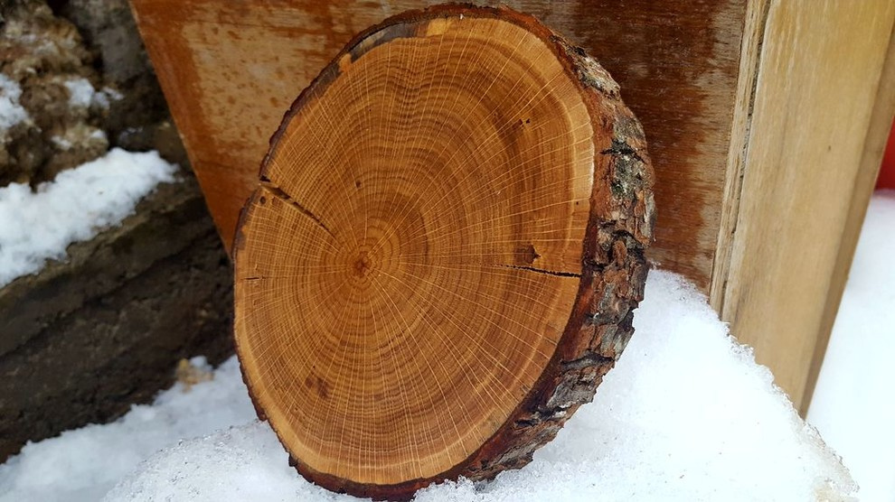 Спилы деревьев: дуб, сосна, ель, береза, можжевельник, тополь, ясень, ольха