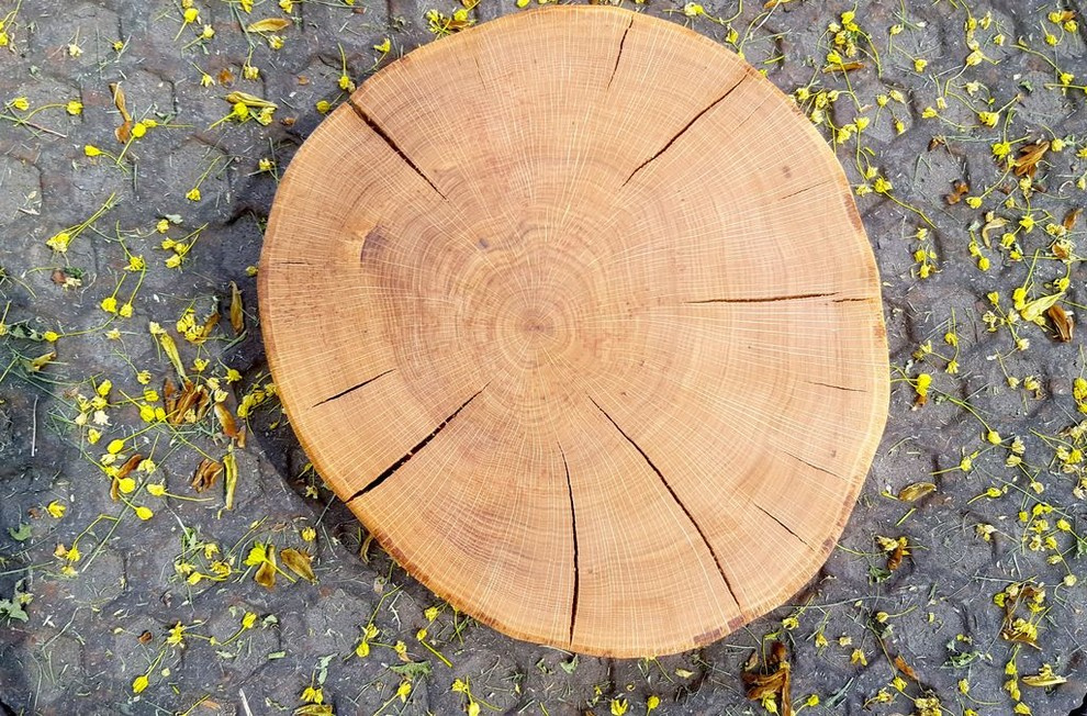 Спилы деревьев: дуб, сосна, ель, береза, можжевельник, тополь, ясень, ольха