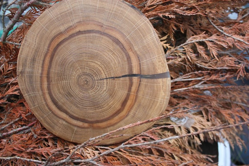Спилы деревьев: дуб, сосна, ель, береза, можжевельник, тополь, ясень, ольха