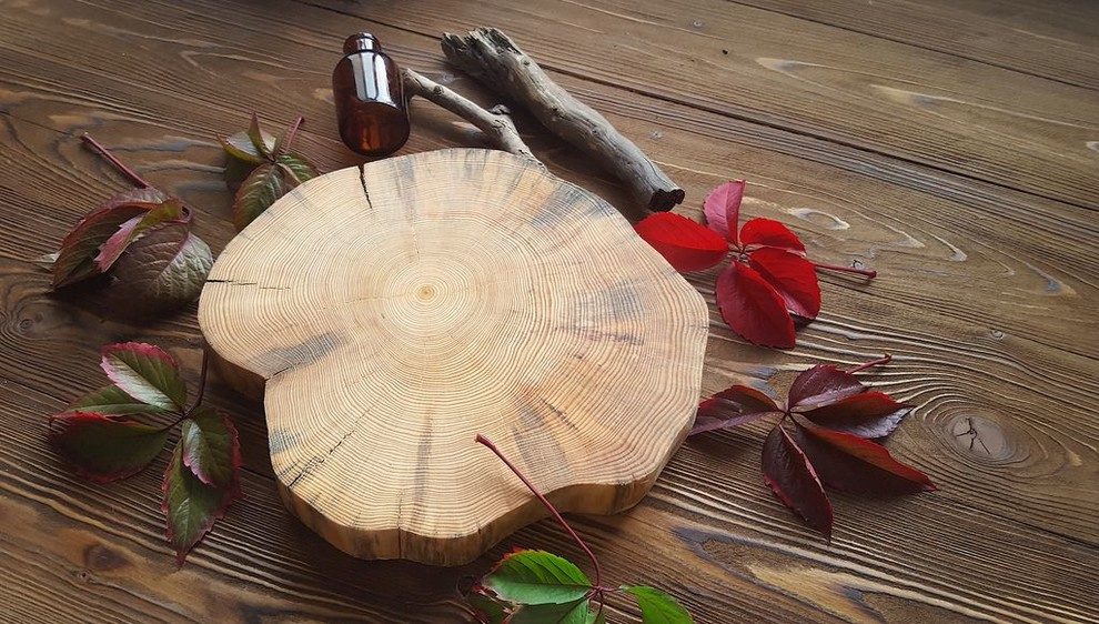 Спилы деревьев: дуб, сосна, ель, береза, можжевельник, тополь, ясень, ольха