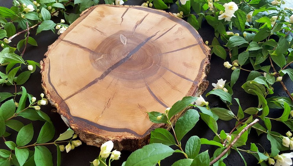 Спилы деревьев: дуб, сосна, ель, береза, можжевельник, тополь, ясень, ольха