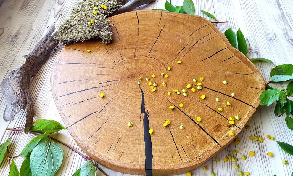 Спилы деревьев: дуб, сосна, ель, береза, можжевельник, тополь, ясень, ольха