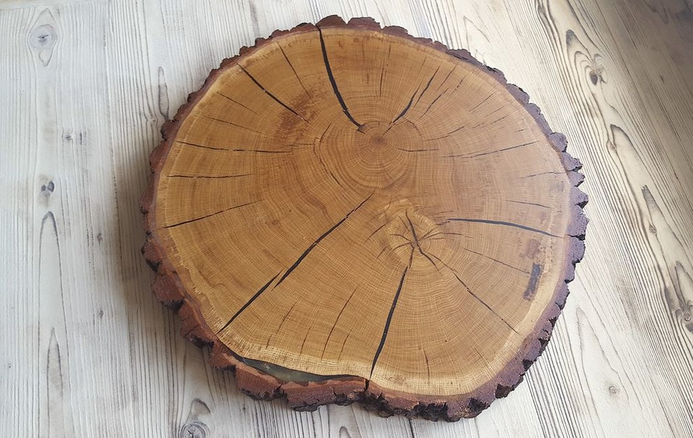 Спилы деревьев: дуб, сосна, ель, береза, можжевельник, тополь, ясень, ольха