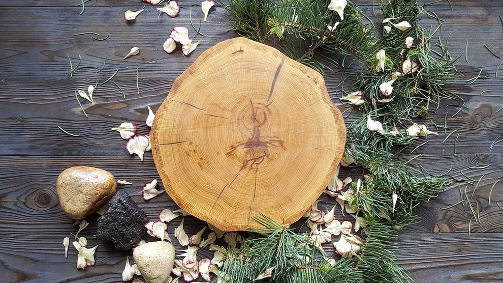 Спилы деревьев: дуб, сосна, ель, береза, можжевельник, тополь, ясень, ольха