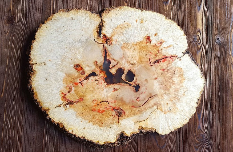 Спилы деревьев: дуб, сосна, ель, береза, можжевельник, тополь, ясень, ольха