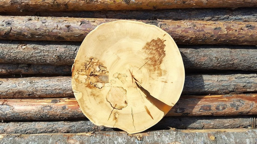 Спилы деревьев: дуб, сосна, ель, береза, можжевельник, тополь, ясень, ольха