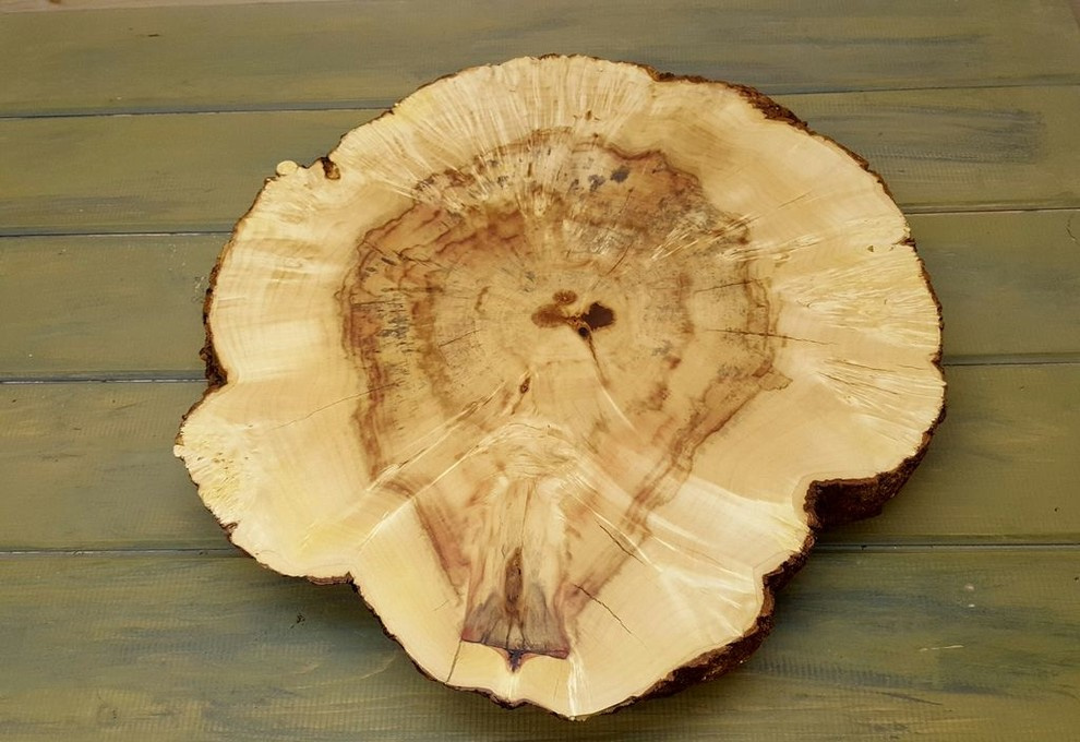 Спилы деревьев: дуб, сосна, ель, береза, можжевельник, тополь, ясень, ольха