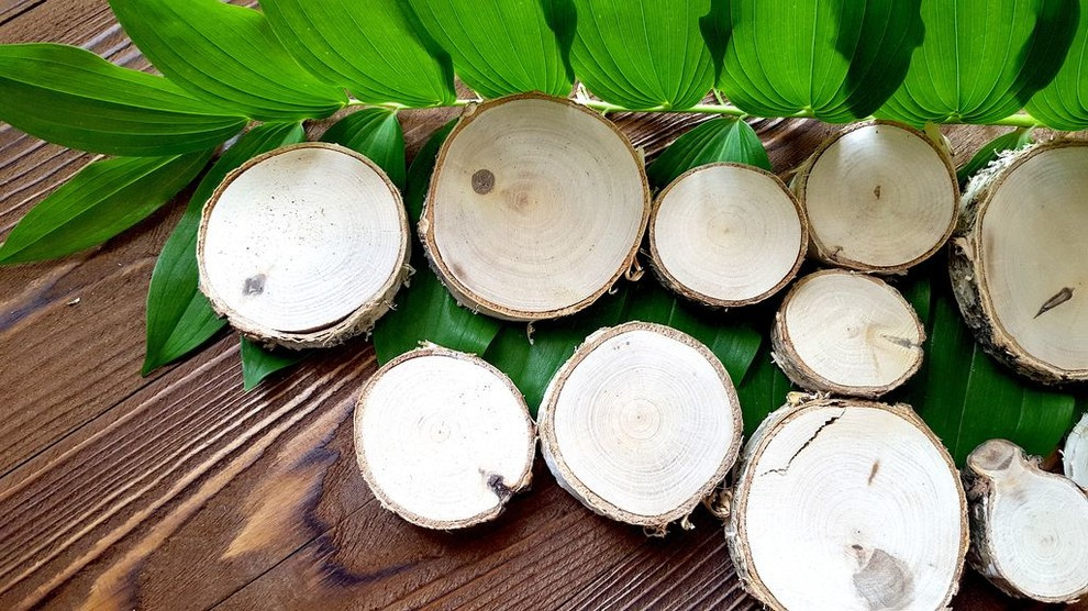 Спилы деревьев: дуб, сосна, ель, береза, можжевельник, тополь, ясень, ольха