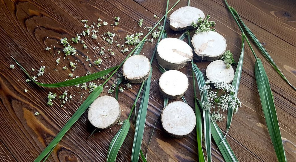 Спилы деревьев: дуб, сосна, ель, береза, можжевельник, тополь, ясень, ольха