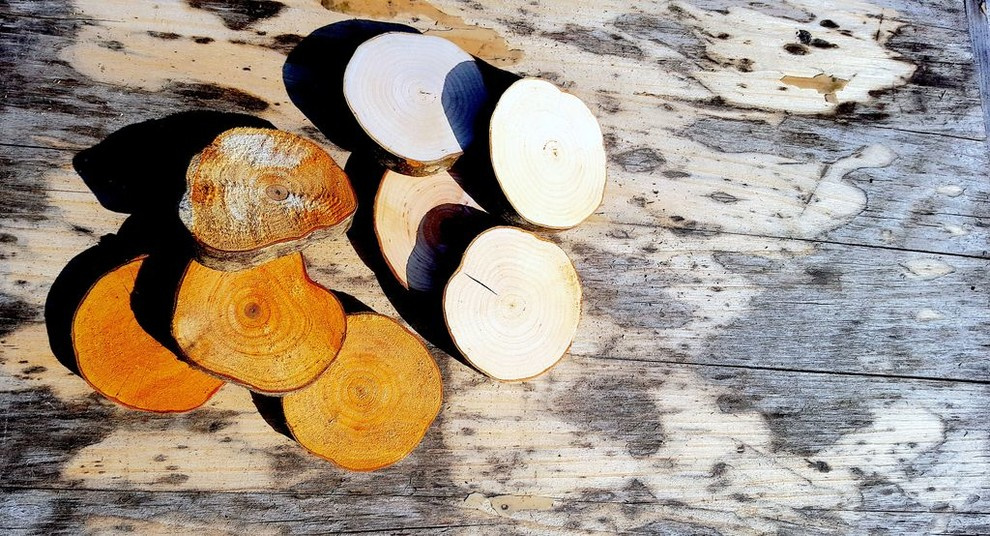 Спилы деревьев: дуб, сосна, ель, береза, можжевельник, тополь, ясень, ольха