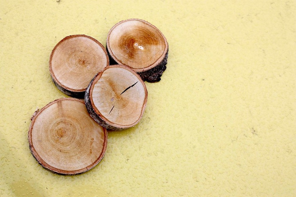 Спилы деревьев: дуб, сосна, ель, береза, можжевельник, тополь, ясень, ольха