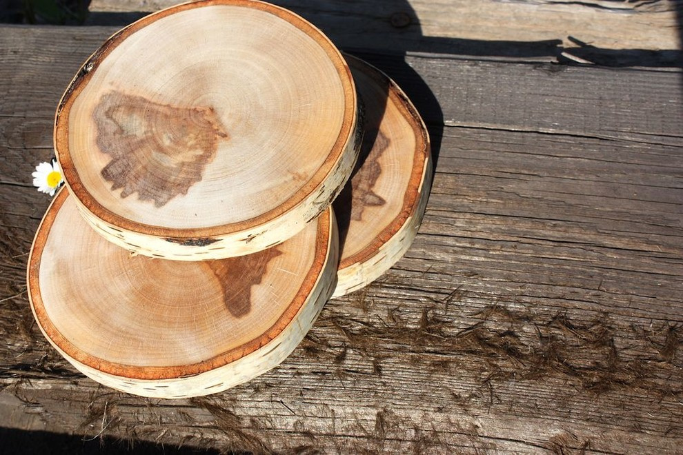 Спилы деревьев: дуб, сосна, ель, береза, можжевельник, тополь, ясень, ольха