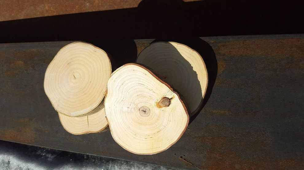 Спилы деревьев: дуб, сосна, ель, береза, можжевельник, тополь, ясень, ольха