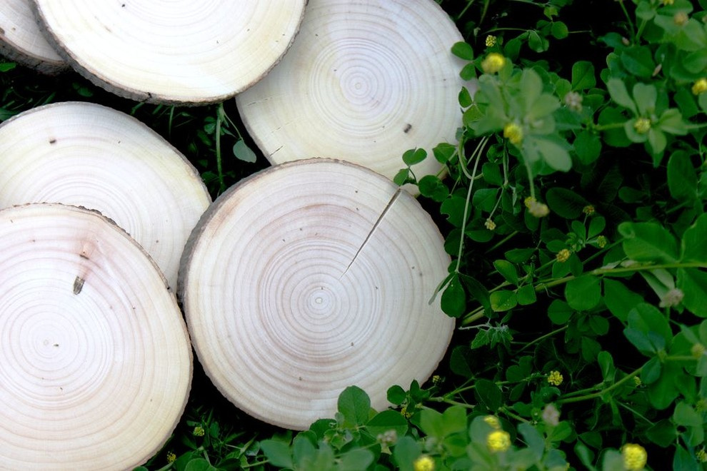 Спилы деревьев: дуб, сосна, ель, береза, можжевельник, тополь, ясень, ольха