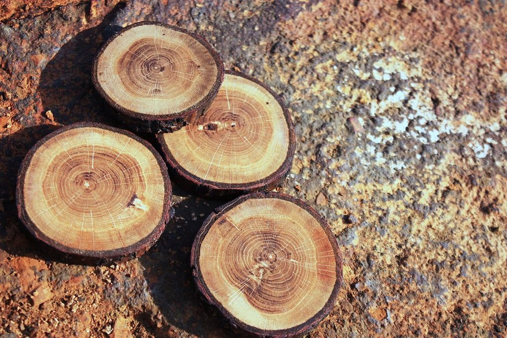 Спилы деревьев: дуб, сосна, ель, береза, можжевельник, тополь, ясень, ольха