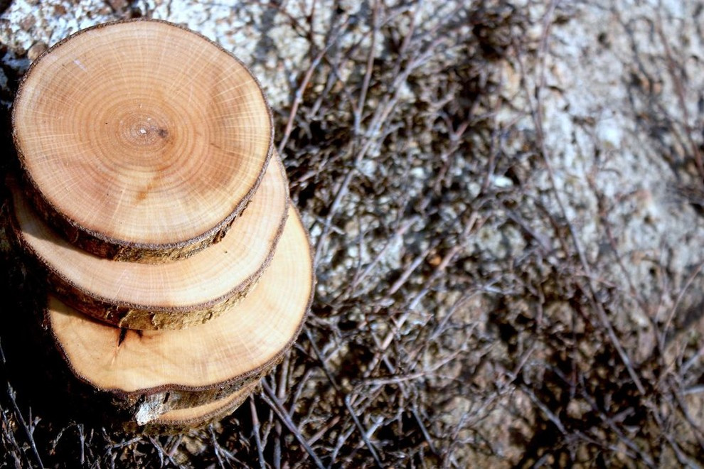Спилы деревьев: дуб, сосна, ель, береза, можжевельник, тополь, ясень, ольха