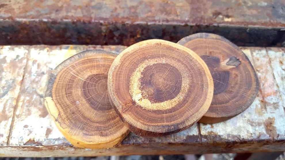 Спилы деревьев: дуб, сосна, ель, береза, можжевельник, тополь, ясень, ольха