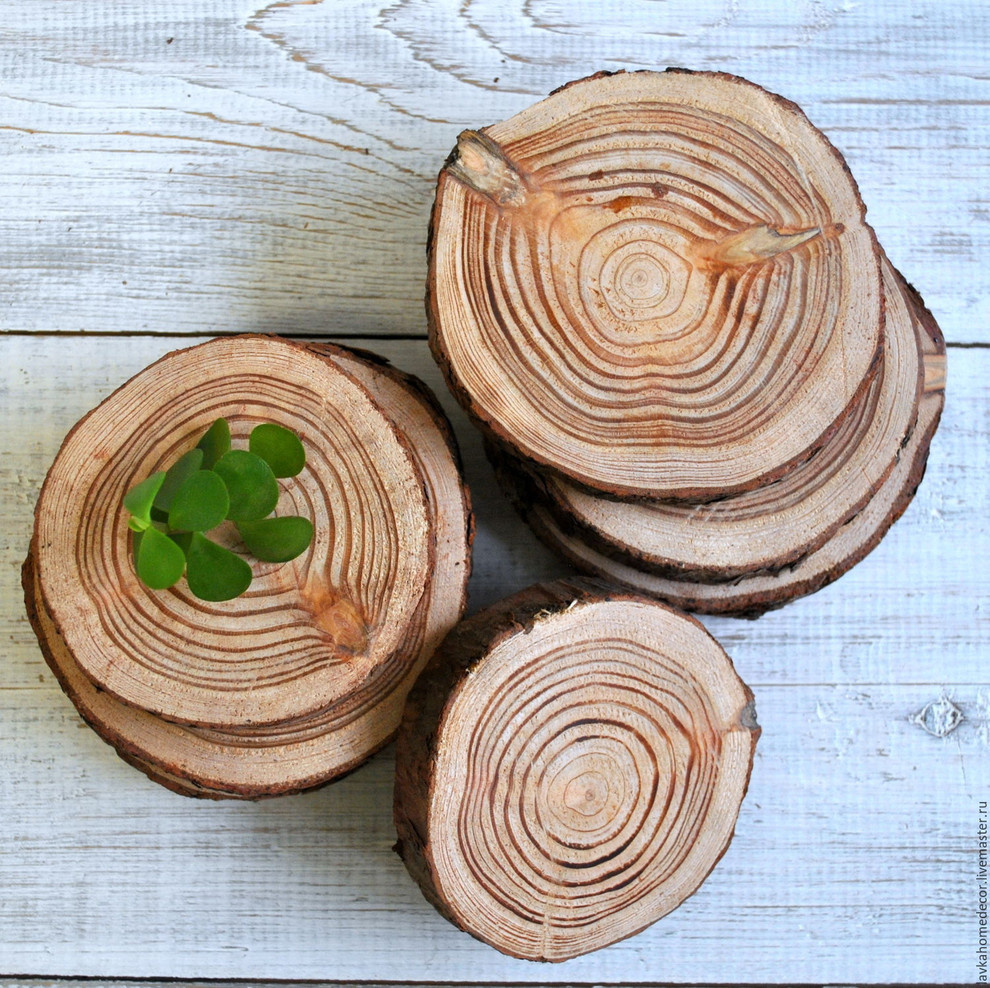 Обложка проекта: Спилы деревьев: дуб, сосна, ель, береза, можжевельник, тополь, ясень, ольха
