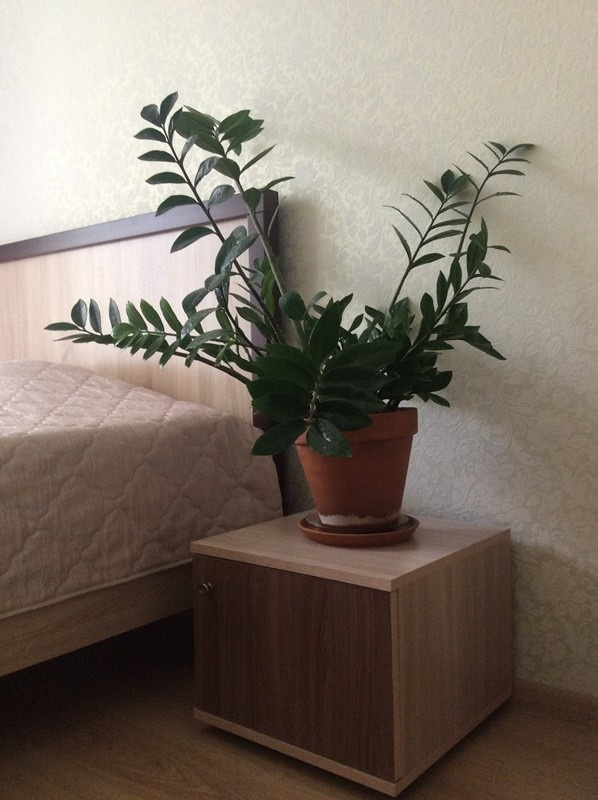 «Русская усадьба» или «Барышня-крестьянка»