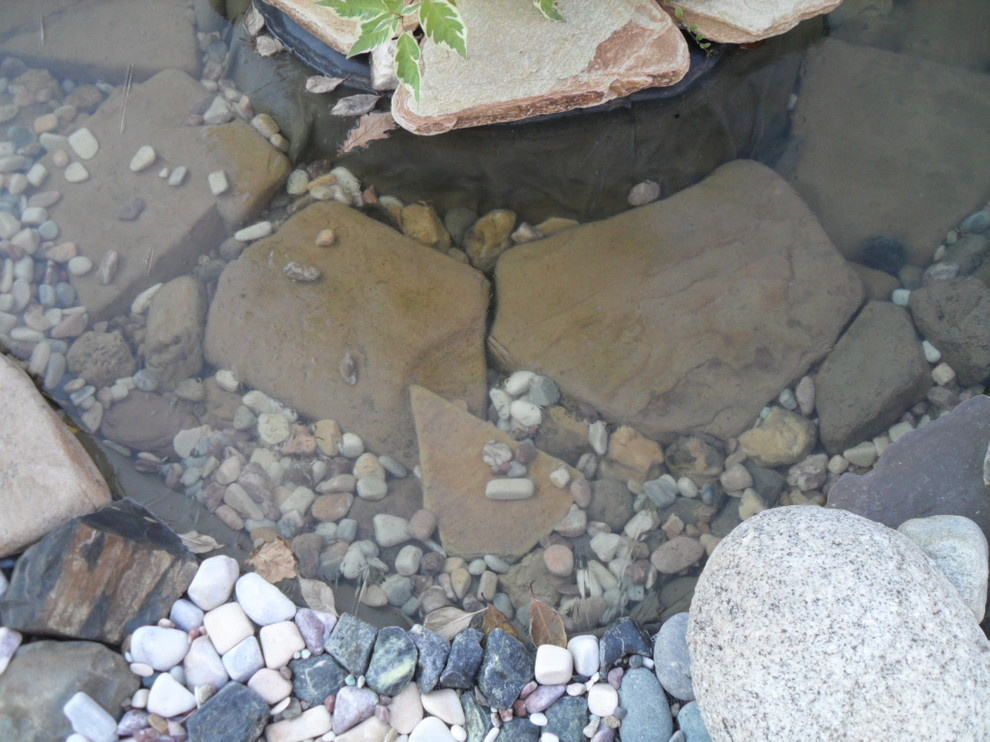 водоемы , цветники