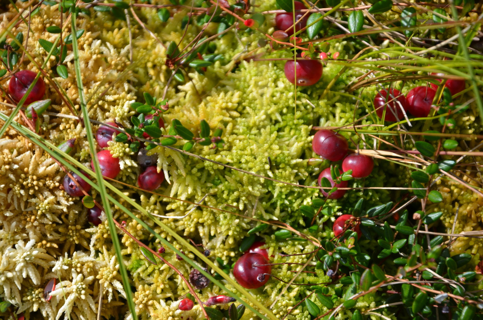 Обложка проекта: ПРИРОДА