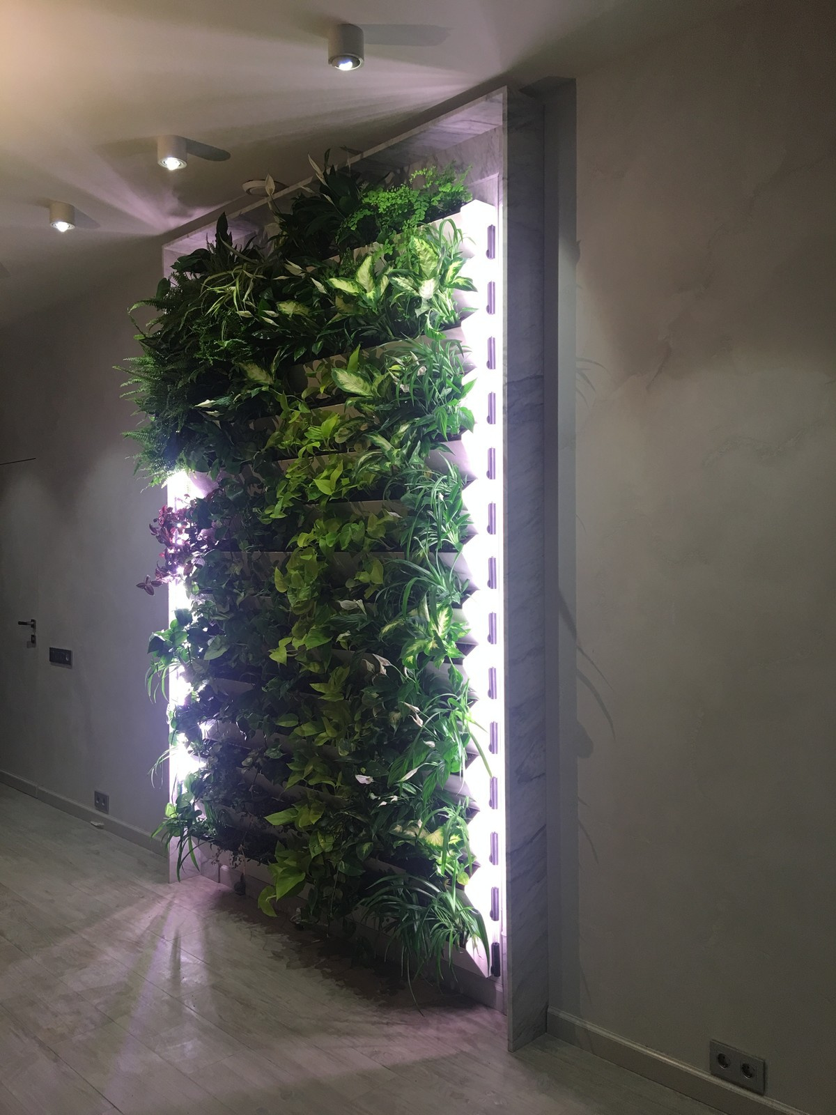 Зеленая живая стена