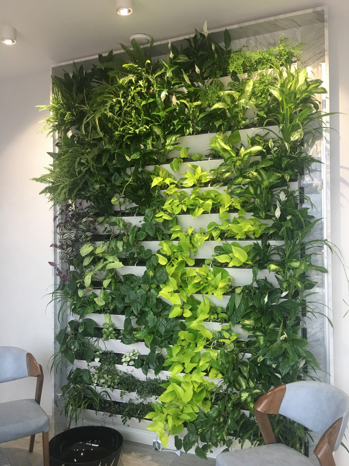 Зеленая живая стена