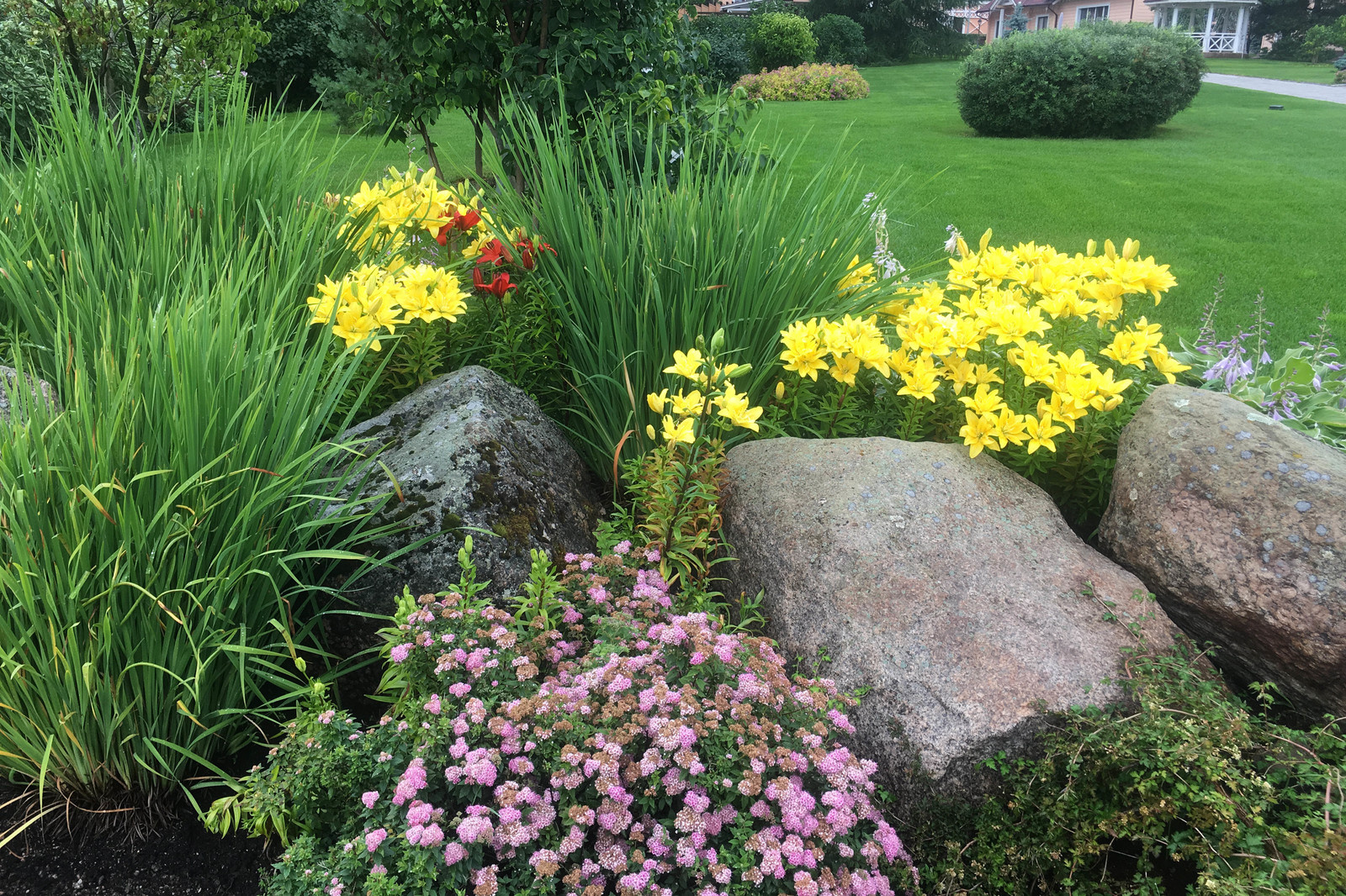 Желтые лилии