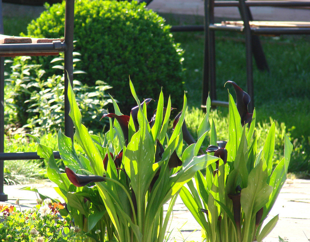 Черные каллы