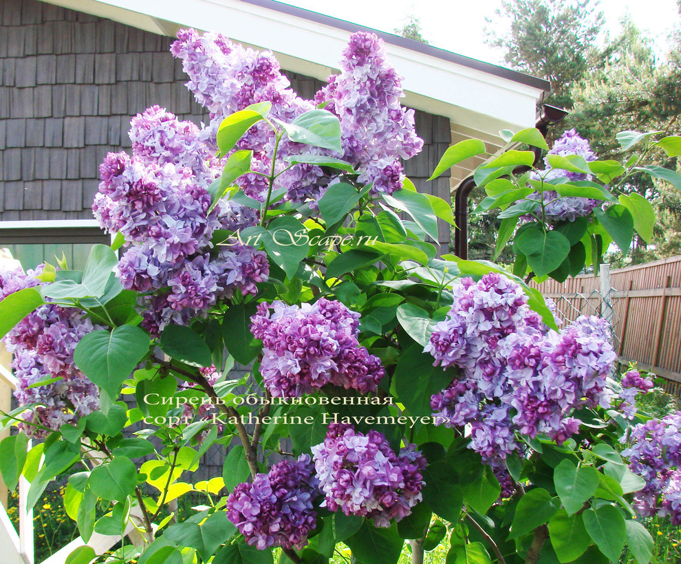 Сирень обыкновенная сорт "katherine Havemeyer"