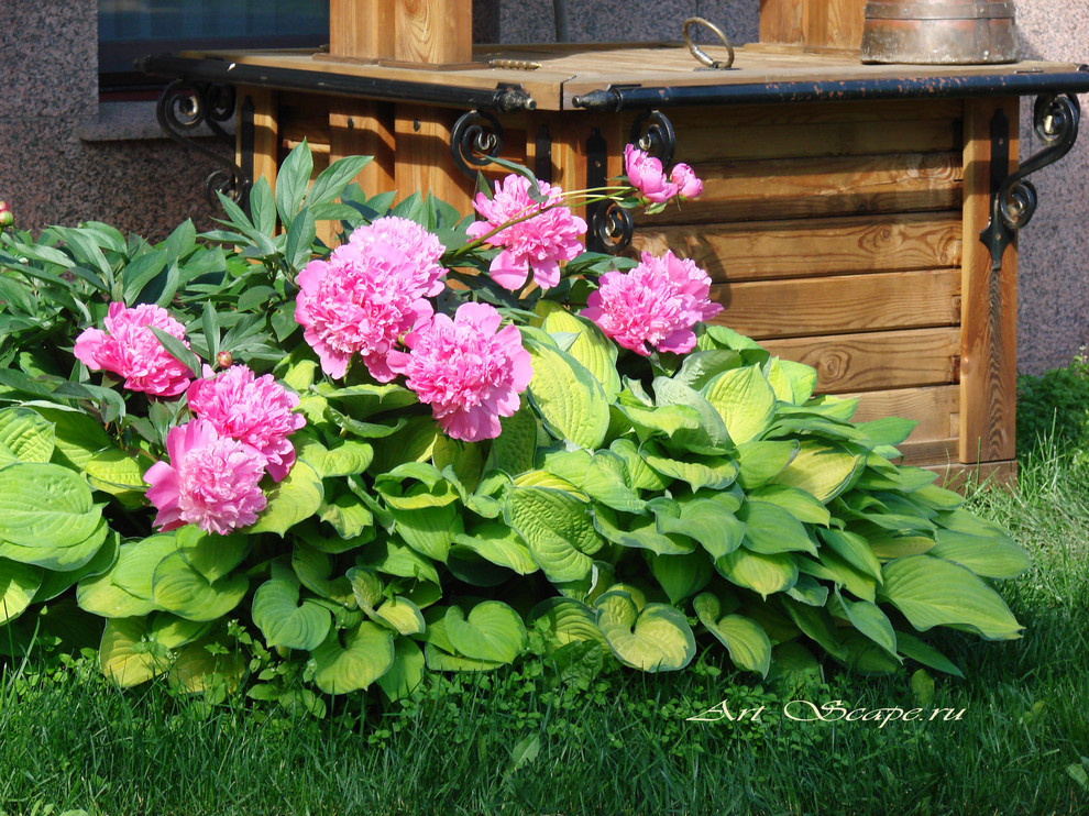 Пионы сорт "Сара Бернар"