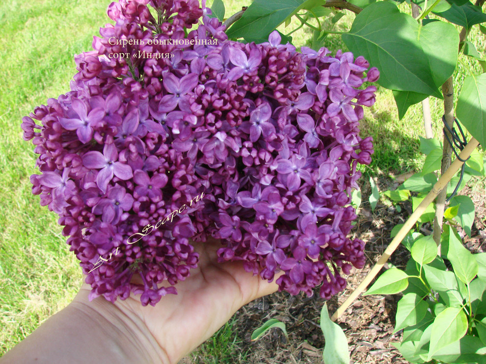 Сирень обыкновенная сорт "Индия"