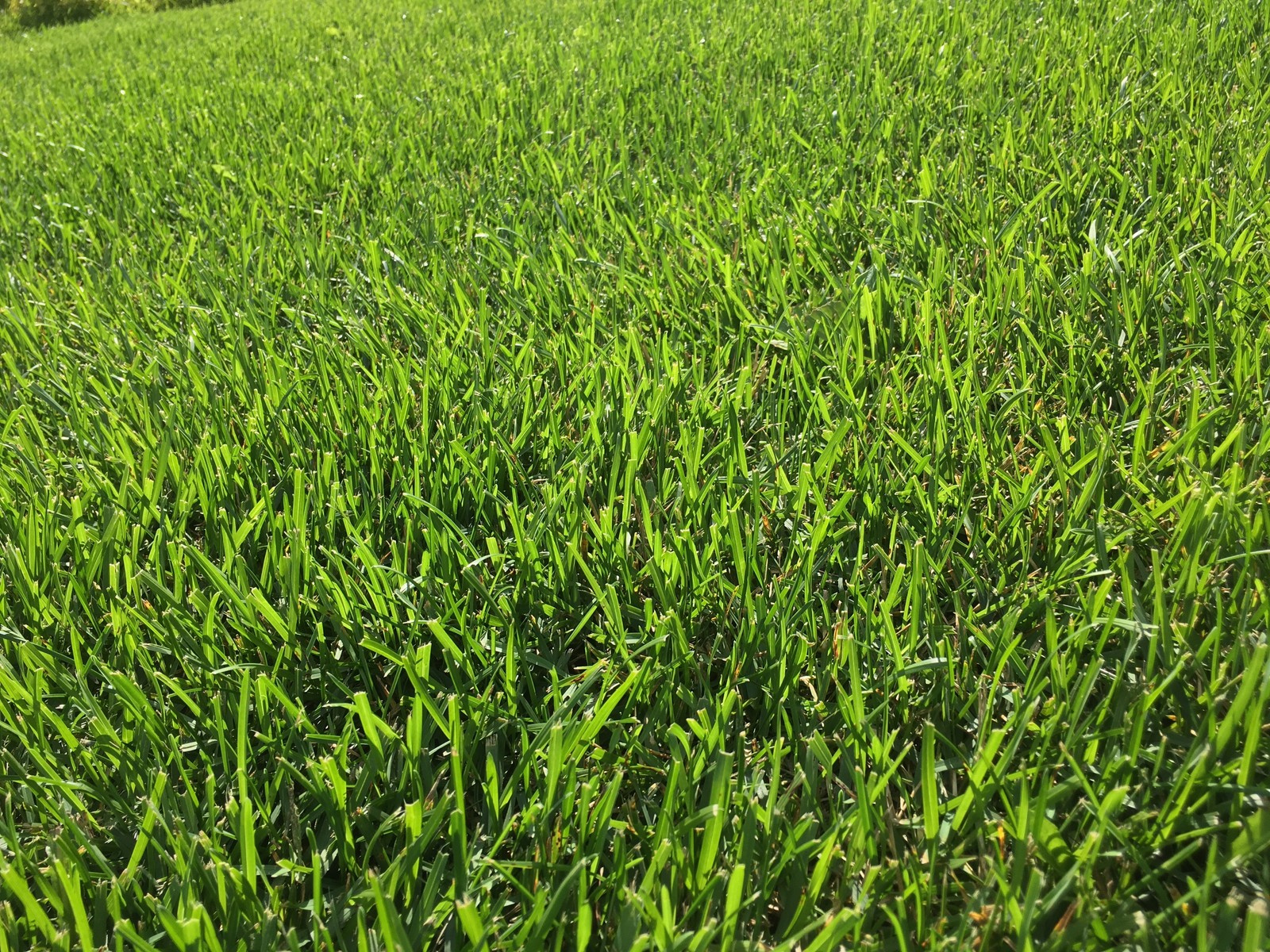 Устройство и продажа рулонного газона