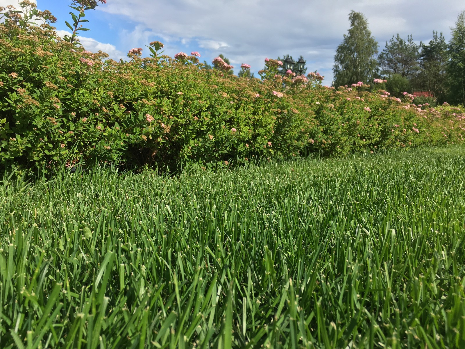 Устройство и продажа рулонного газона