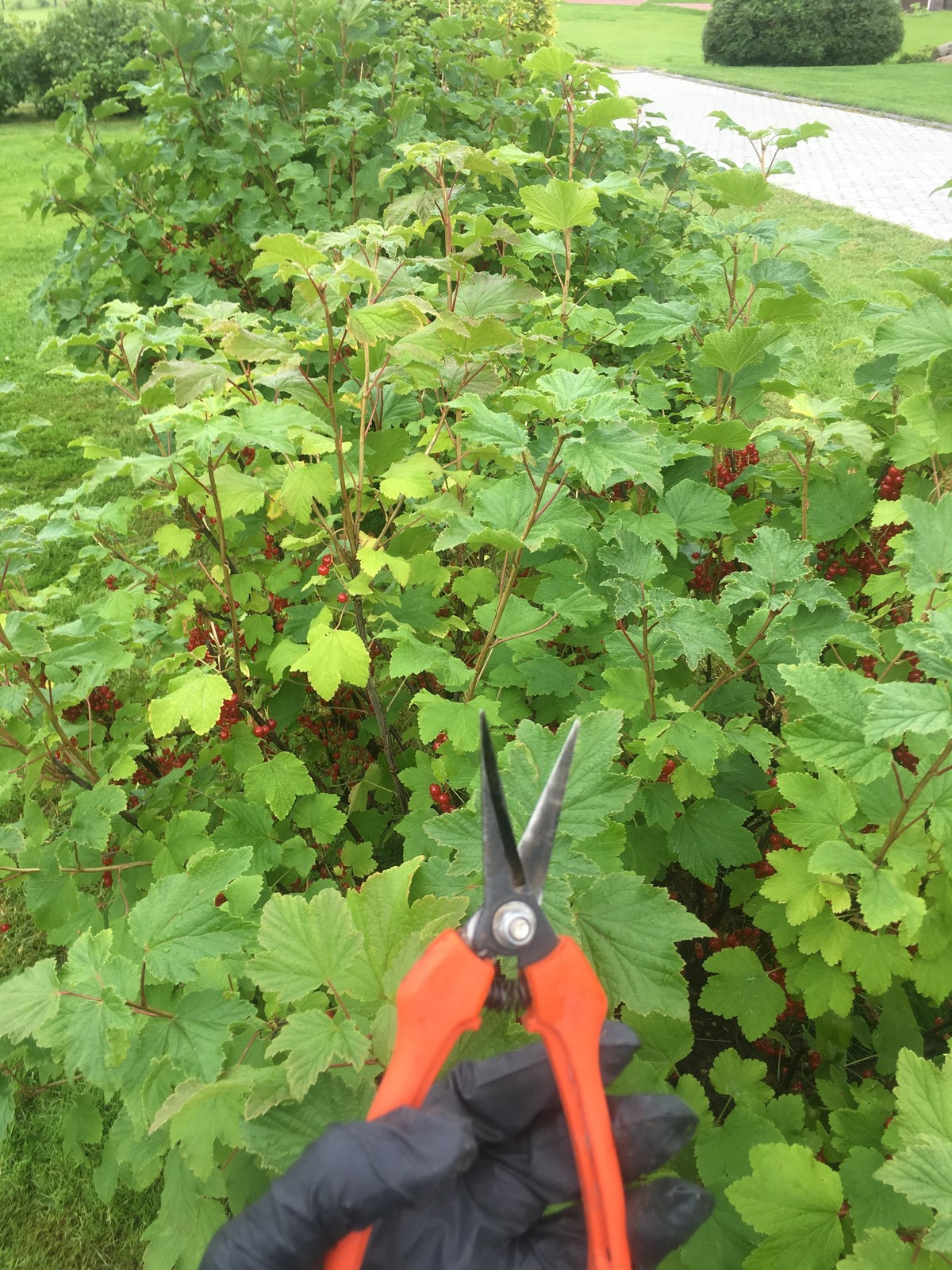 Любой сад нуждается в регулярном уходе.