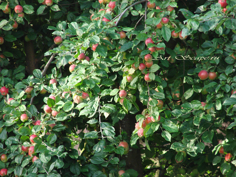 Красивый сад - здоровый сад.