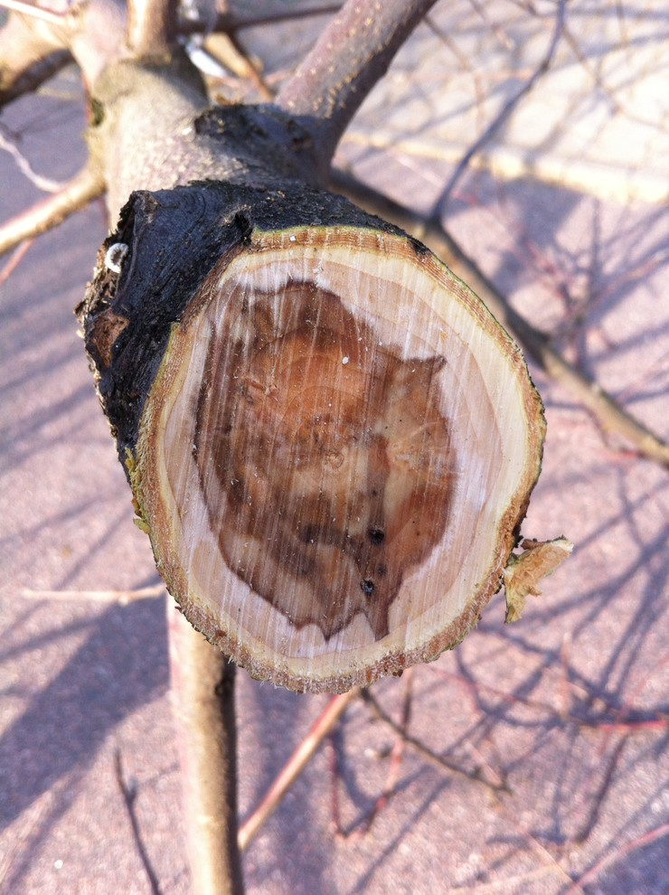 Обработка сада.