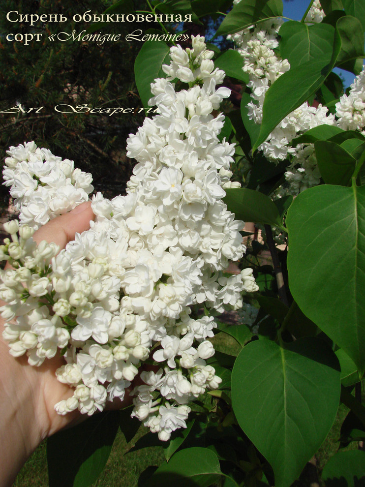 Сирень обыкновенная