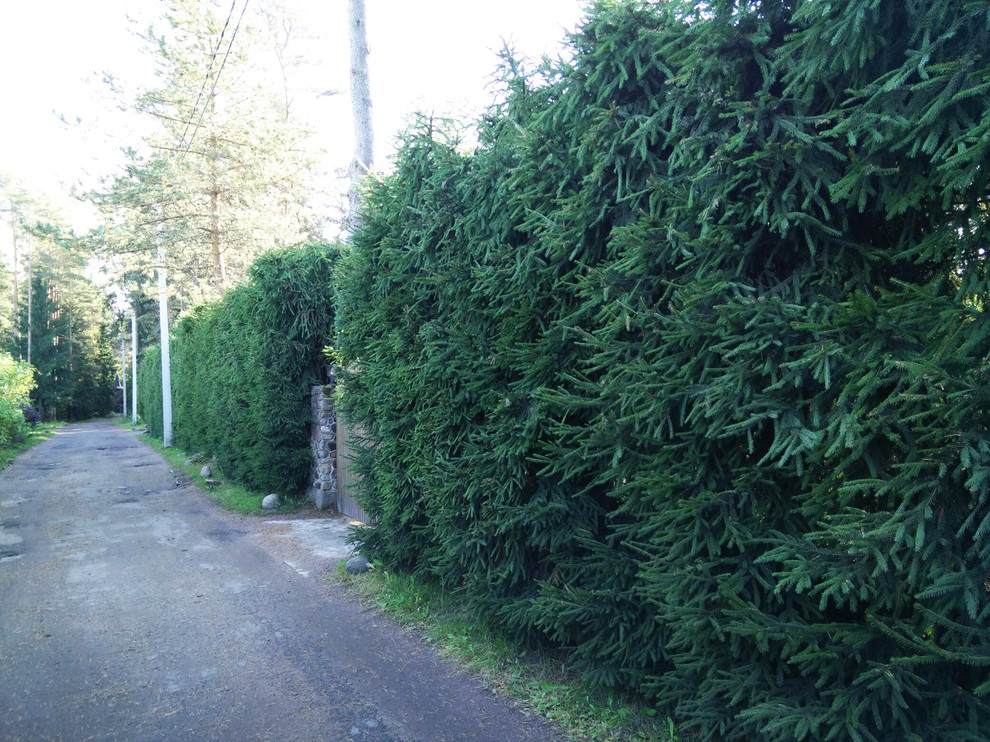 Живая изгородь