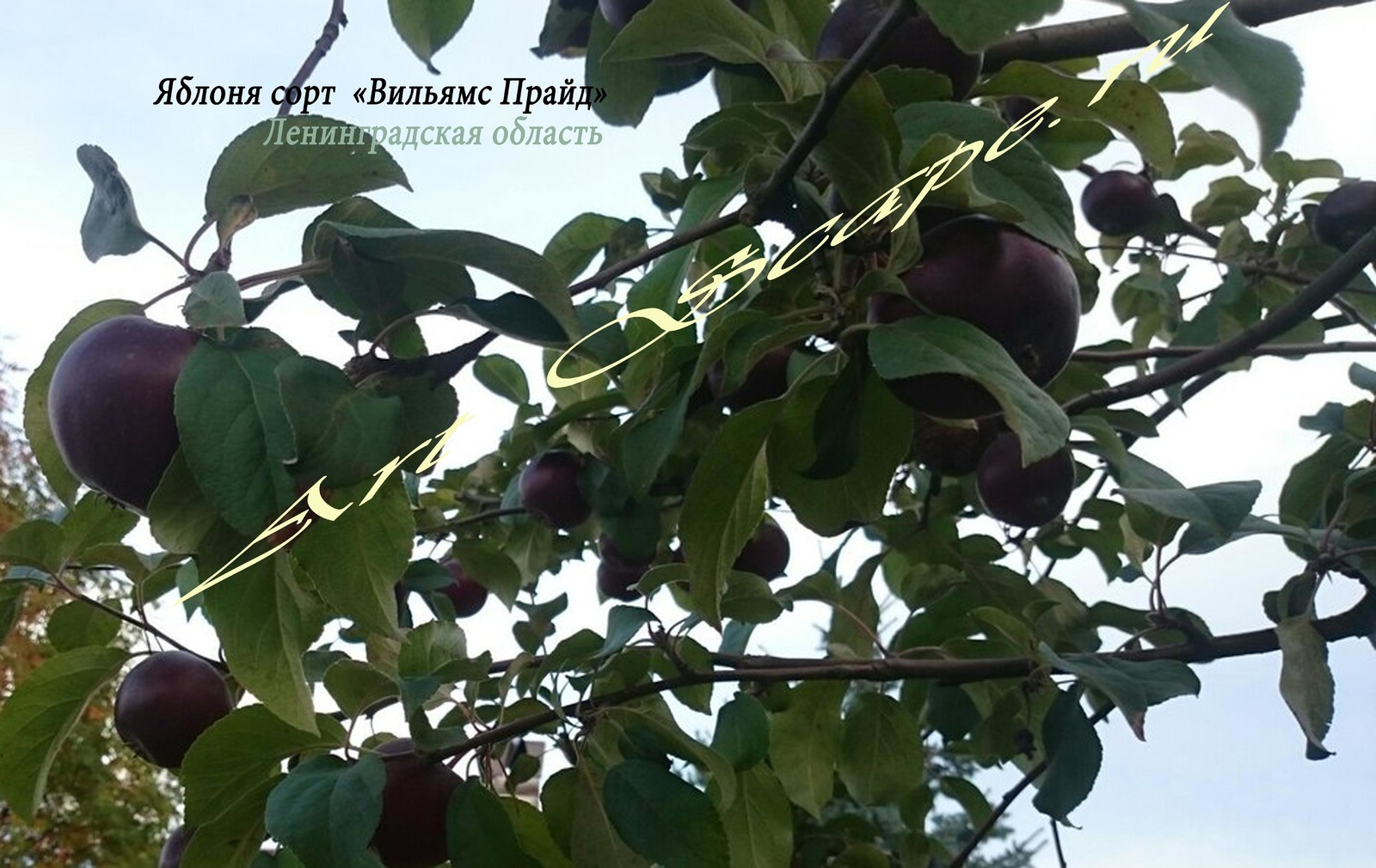 Черная яблоня