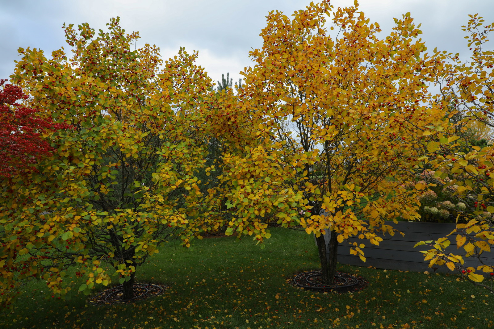 Парк Garden park