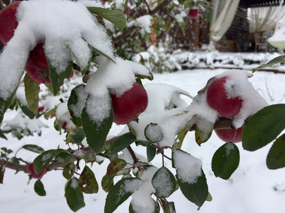 Сад "Каликат"