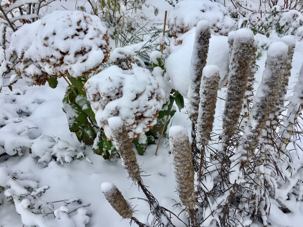 Сад "Каликат"