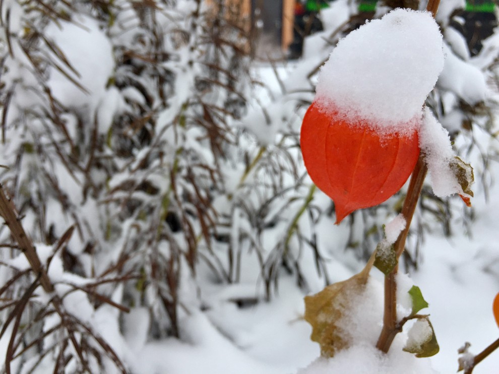 Сад "Каликат"