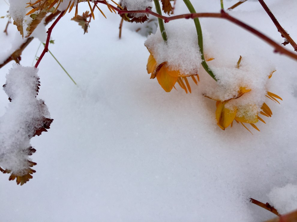 Сад "Каликат"