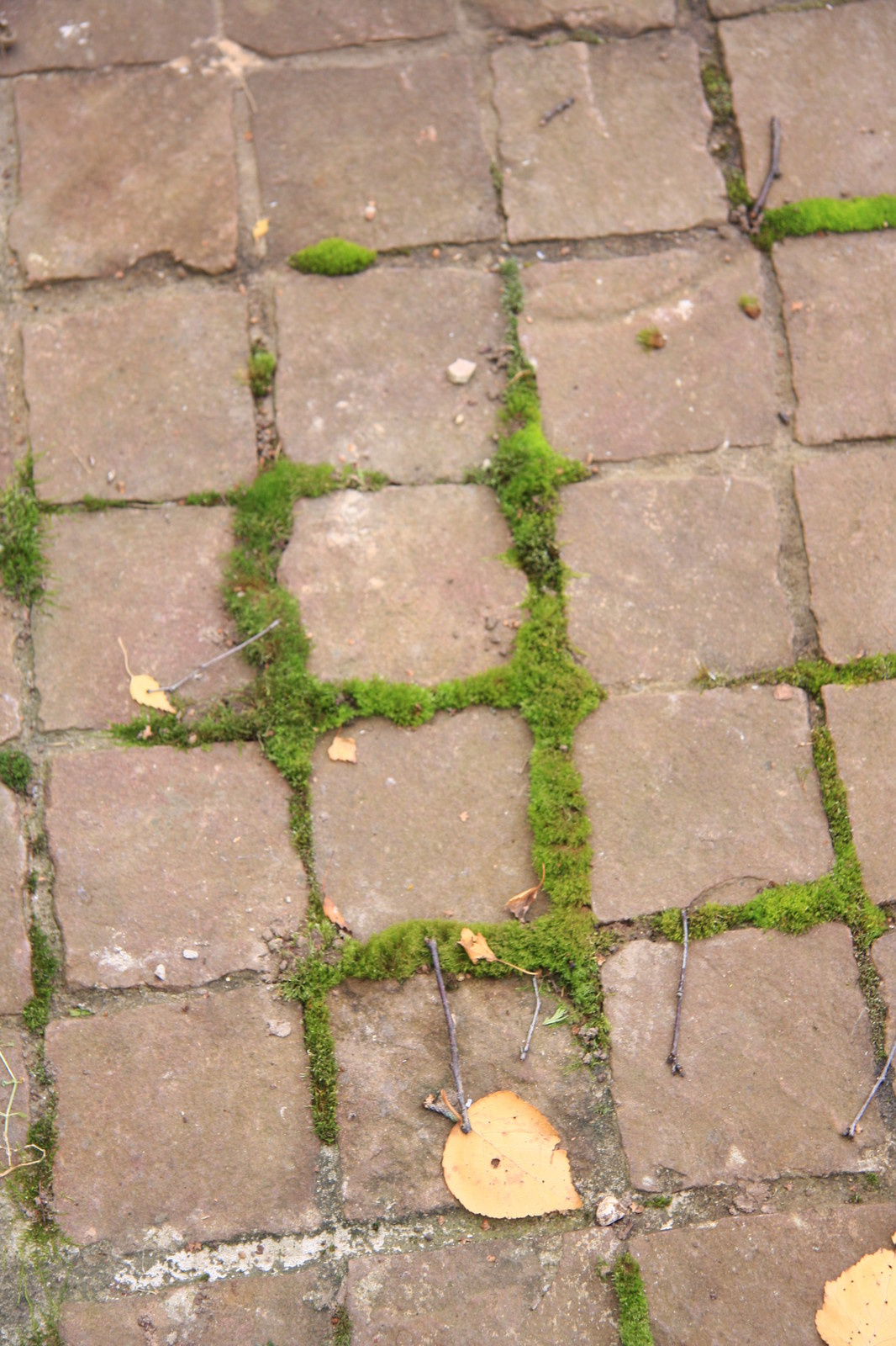 Бельгийка 01